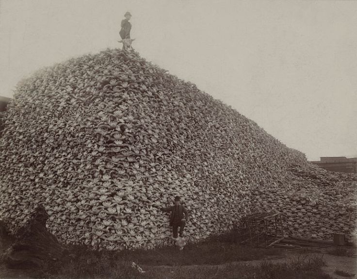 767px-Bison_skull_pile_edit.jpg