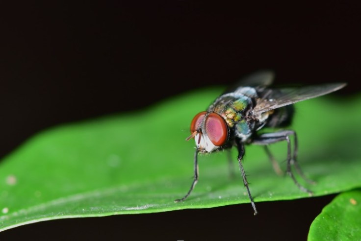 Texas Faces New Screwworm Threat in&nbsp;2026